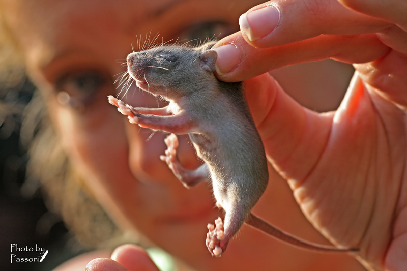 Rattus sp. juv.